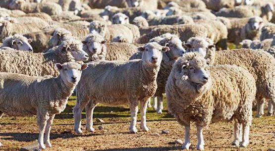 Estudio: Mercado de la carne y lana ovina en Chile