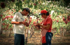 Estudio: Poblamiento del Marco de Cualificaciones Técnico Profesional del Sector Agroalimentario 2026