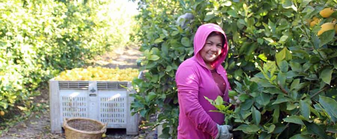 Análisis del mercado laboral agrícola y sus sectores competitivos