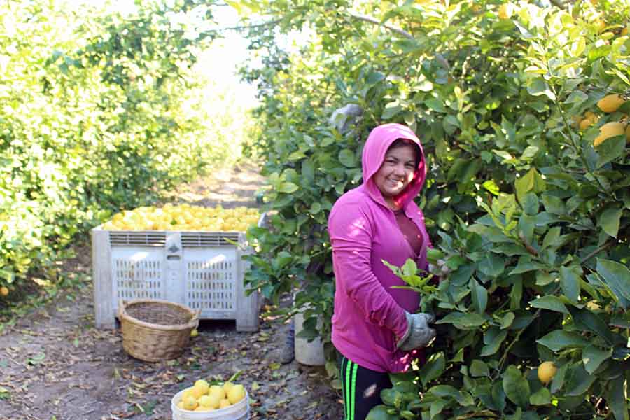 empleo agrícola femenino
