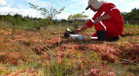 Reunión de trabajo entre Odepa, Seremi de Agricultura de Magallanes e INIA Kampenaike: el musgo Sphagnum, un recurso silvoagropecuario