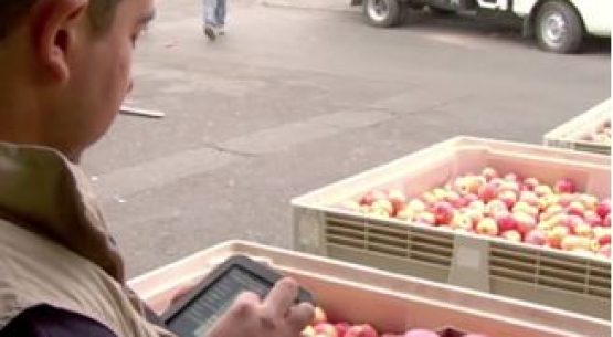 Odepa amplía captura de precios de frutas y hortalizas a la IV y V Región