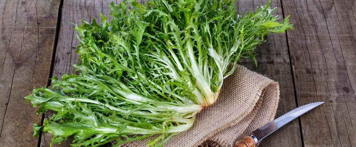 Achicoria: precursora de la inulina. Julio de 2014