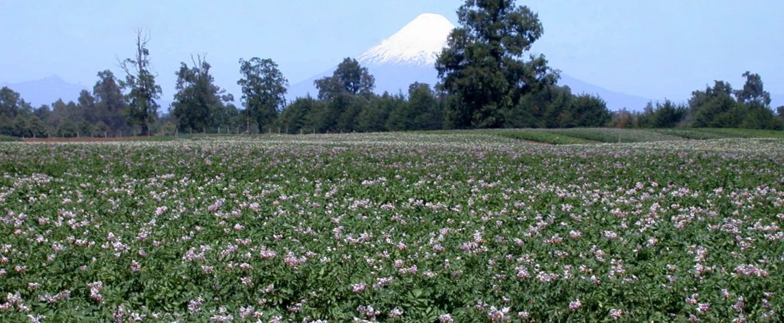 Ministerio de Agricultura realizará completa radiografía del cultivo y mercado de la papa en la zona sur de Chile