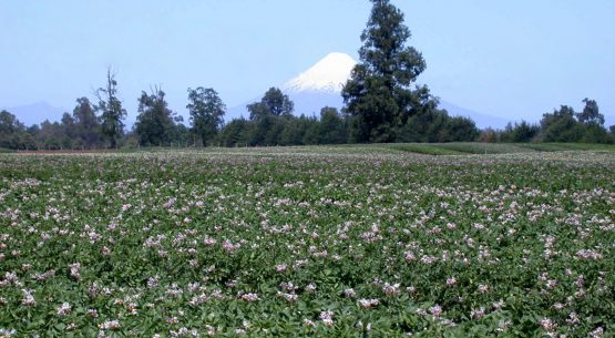 Ministerio de Agricultura realizará completa radiografía del cultivo y mercado de la papa en la zona sur de Chile
