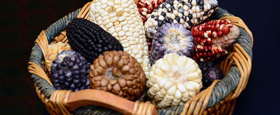 Recursos genéticos para la alimentación y la agricultura: iniciativas impulsadas por el Ministerio de Agricultura