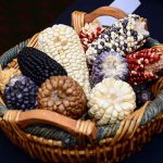 Recursos genéticos para la alimentación y la agricultura: iniciativas impulsadas por el Ministerio de Agricultura