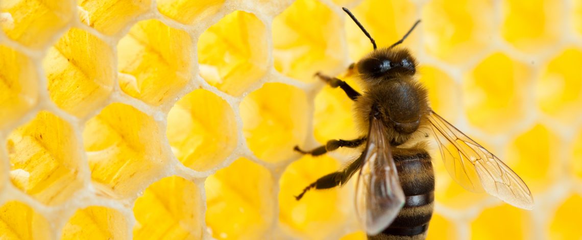 Hasta el 21 de abril hay plazo para la consulta pública del Plan Estratégico de Desarrollo Apícola