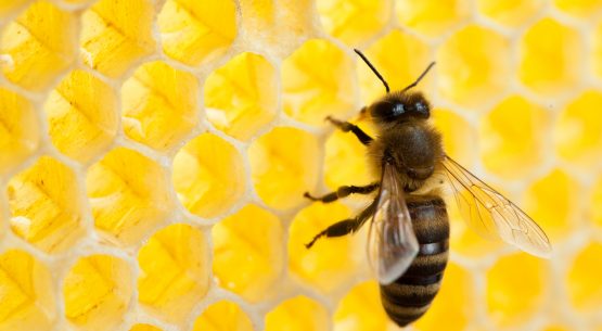Hasta el 21 de abril hay plazo para la consulta pública del Plan Estratégico de Desarrollo Apícola