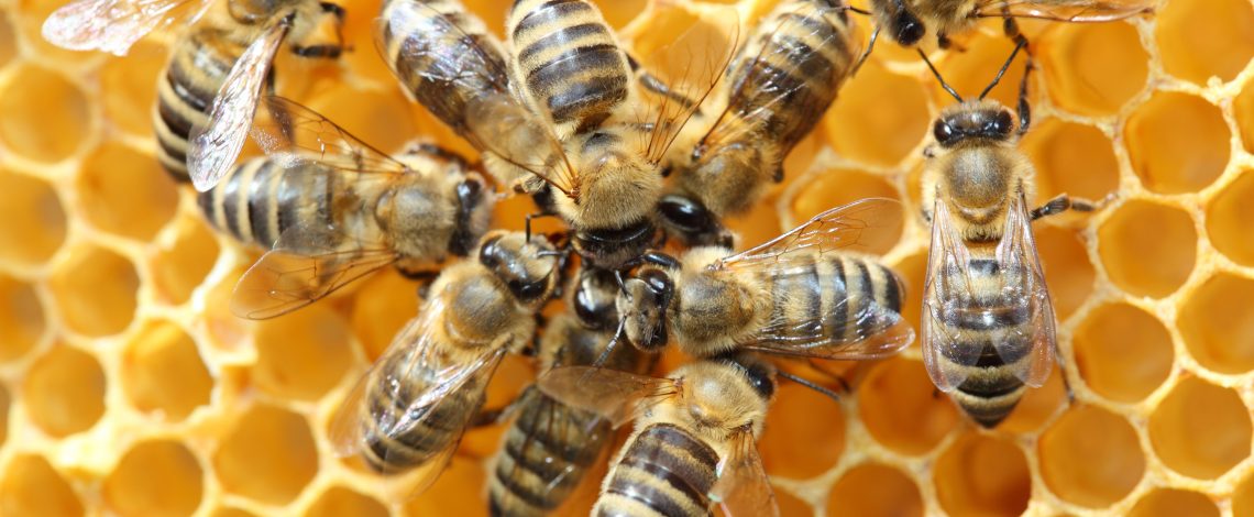 Los servicios de polinización con abejas Apis Melífera impactan positivamente el medio ambiente