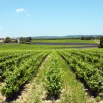 Estudio: Propuesta técnica para la integración de la biodiversidad y servicios ecosistémicos en el sector agropecuario