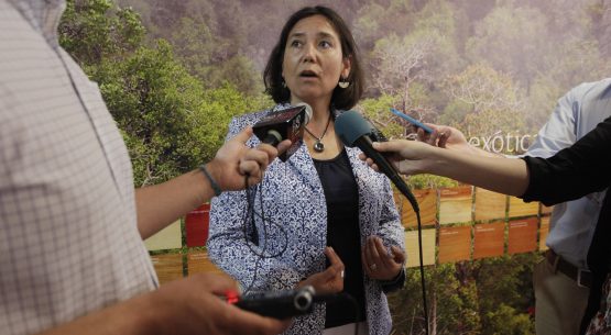 Claudia Carbonell, directora de Odepa, informó que las fichas que contemplan un panorama completo de cada región se actualizan periódicamente y están disponible en el sitio web institucional