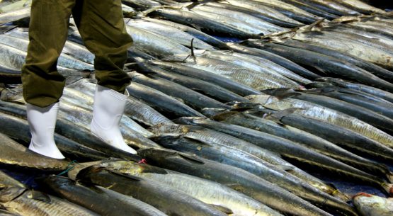 Nueva normativa brasileña para el Programa Nacional de Sanidad de Animales Acuáticos de Cultivo