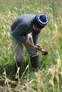 Campesino cultivando ajos - Chiloé