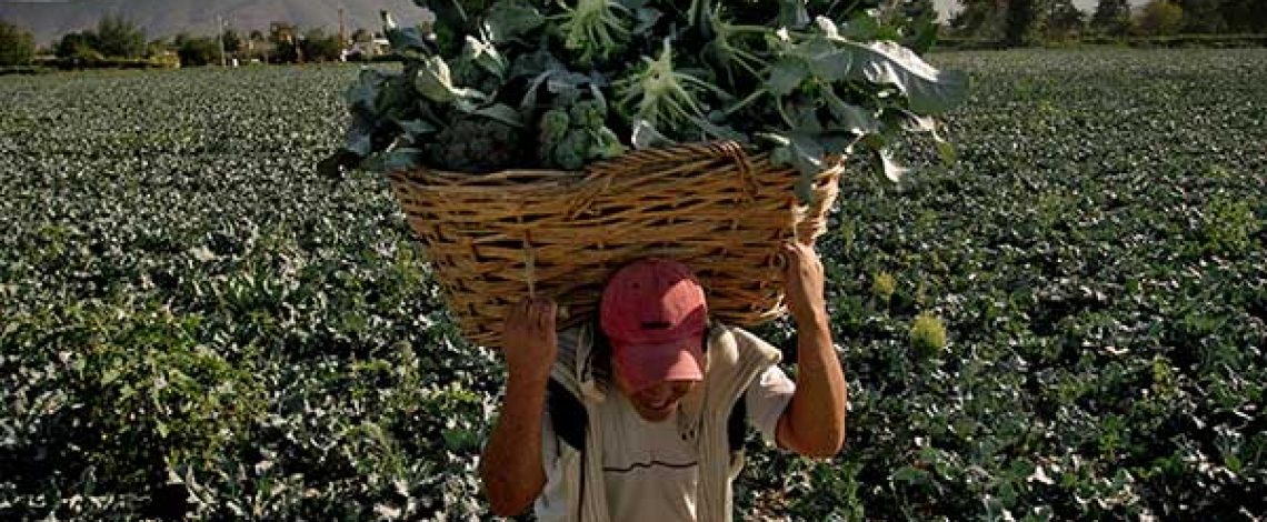 Agricultura familiar y circuitos cortos en Chile: Situación actual, restricciones y potencialidades – 2015