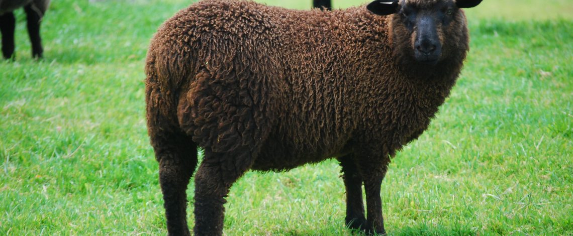 Cordero chilote se incorpora al  programa “Sello de Origen”