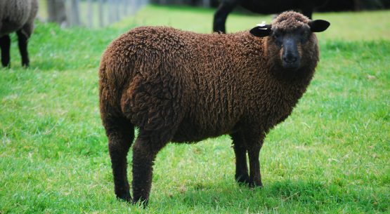 Cordero chilote se incorpora al  programa “Sello de Origen”