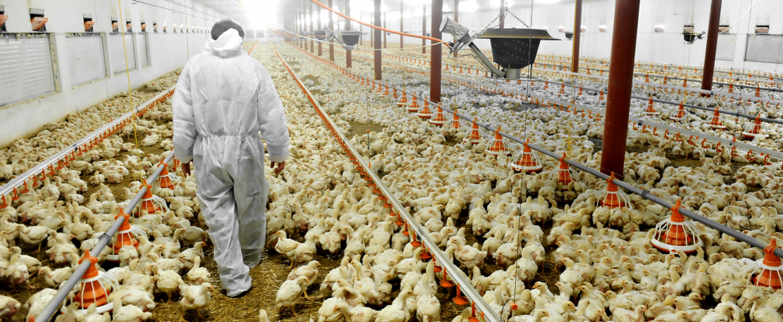 Actualización del mercado avícola. Abril de 2015