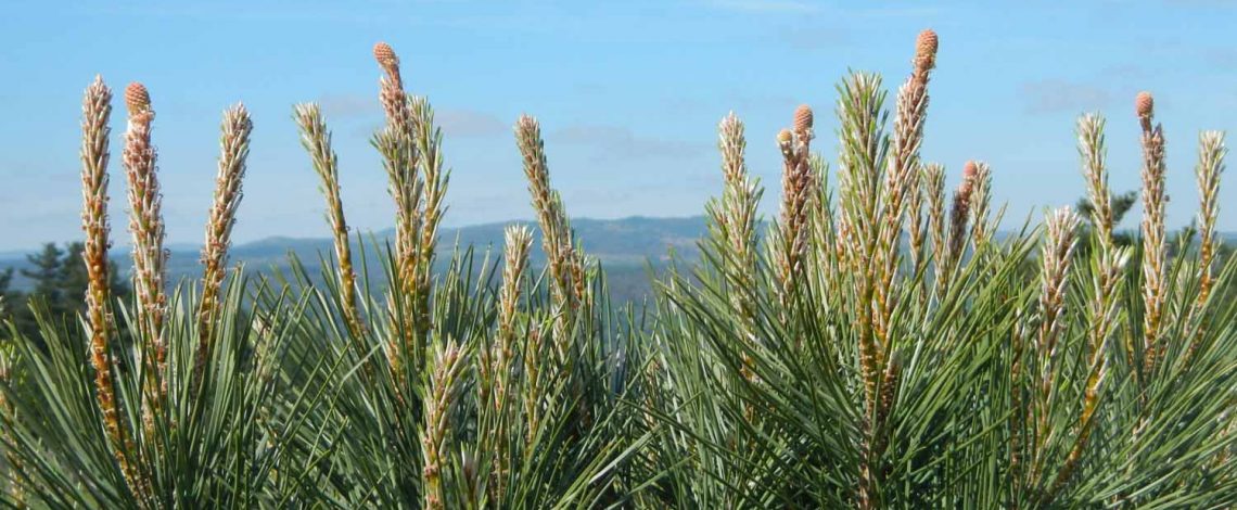 Oportunidades comerciales para el Piñón de pino piñonero (Pinus pinea L.) en Chile