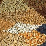 Variedades tradicionales: un patrimonio agrícola que debe ser protegido y valorizado. Julio de 2015