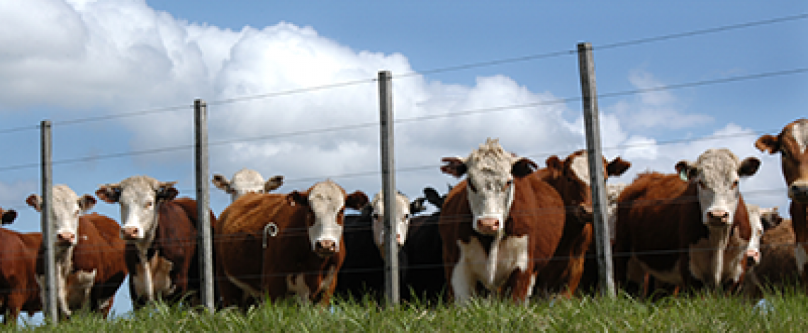 Integración de la cadena de la carne: la competitividad sectorial frente a los nuevos desafíos