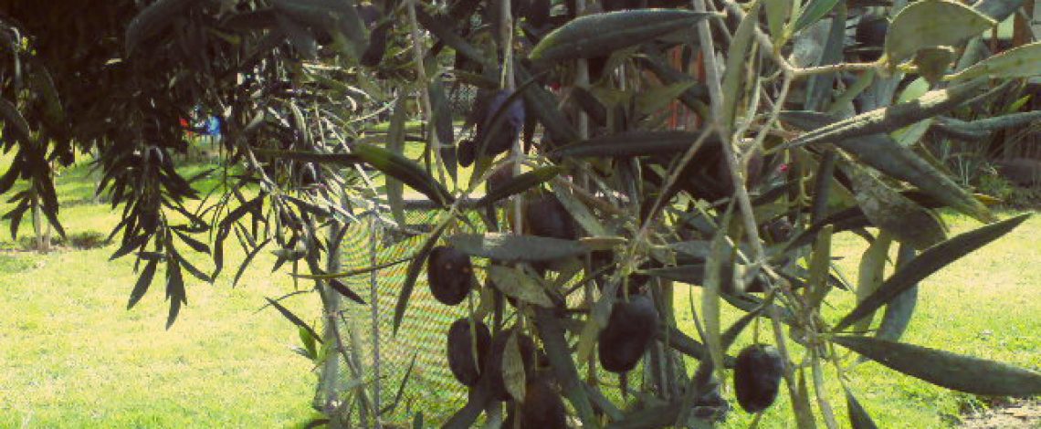 ¿Qué son las Indicaciones Geográficas y las Denominaciones de Origen?. Diciembre de 2015