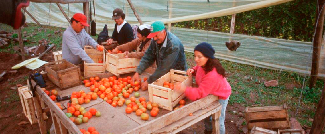 Catastros frutícolas de las regiones de Atacama, Coquimbo y O’Higgins desde una perspectiva de género. Diciembre de 2015