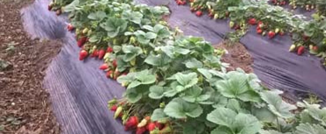 Competitividad de la frutilla chilena