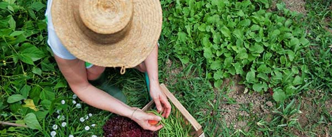 Odepa realiza diversas iniciativas para promover sistemas agrícolas más sostenibles