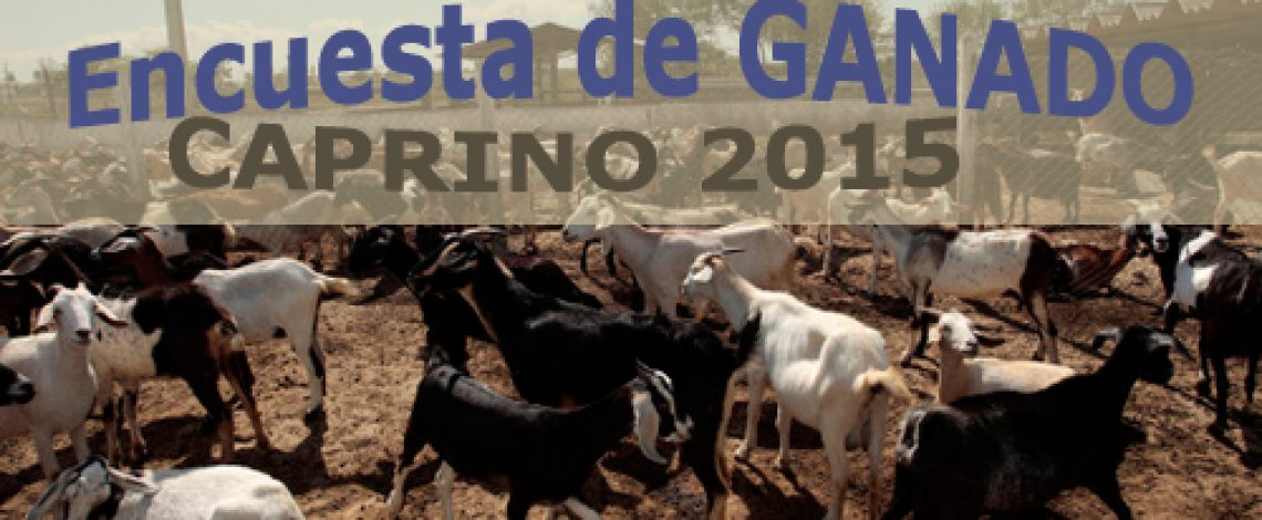 Se publicó la encuesta de ganado caprino 2015