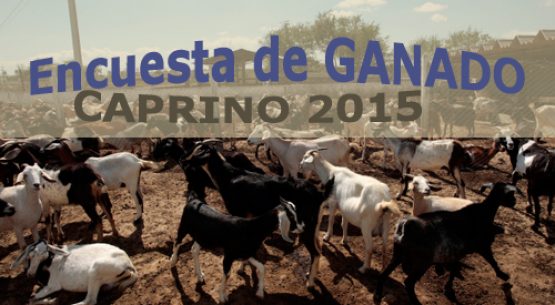 Se publicó la encuesta de ganado caprino 2015