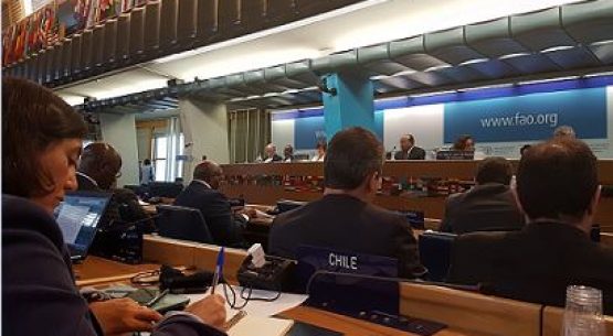 Directora de Odepa participa en la 71° Reunión del Comité de Problemas de Productos Básicos de FAO.