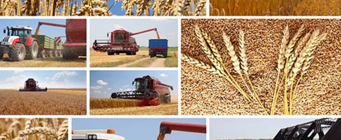 Avanza la cosecha de trigo