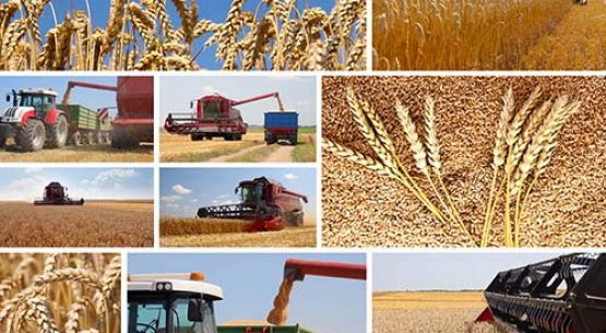 Temporada del trigo 2012/13: evaluación preliminar