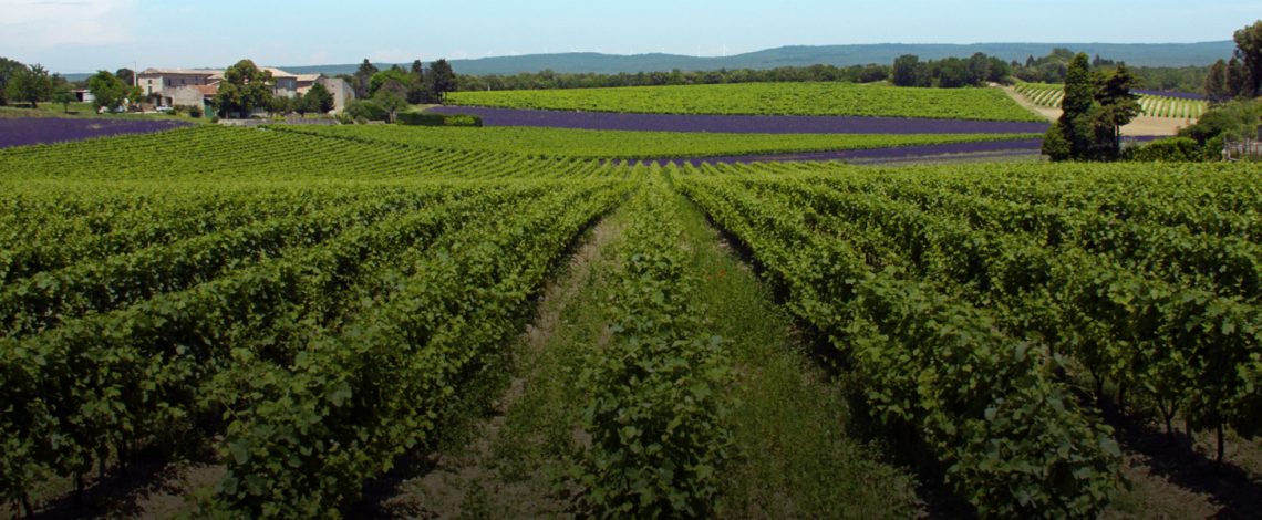 AGRICULTURA CHILENA: información social y productiva según tamaño del productor y localización geográfica