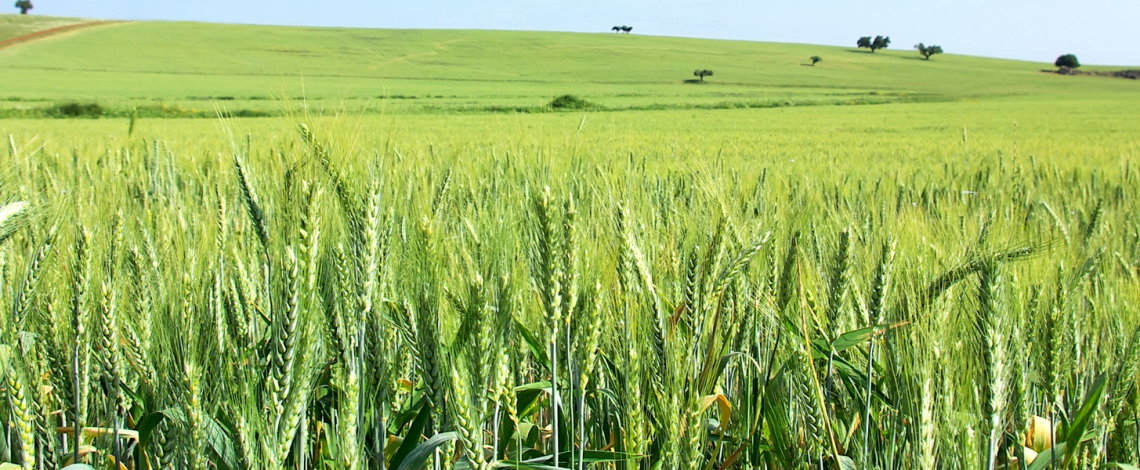Boletín de cereales, junio 2023