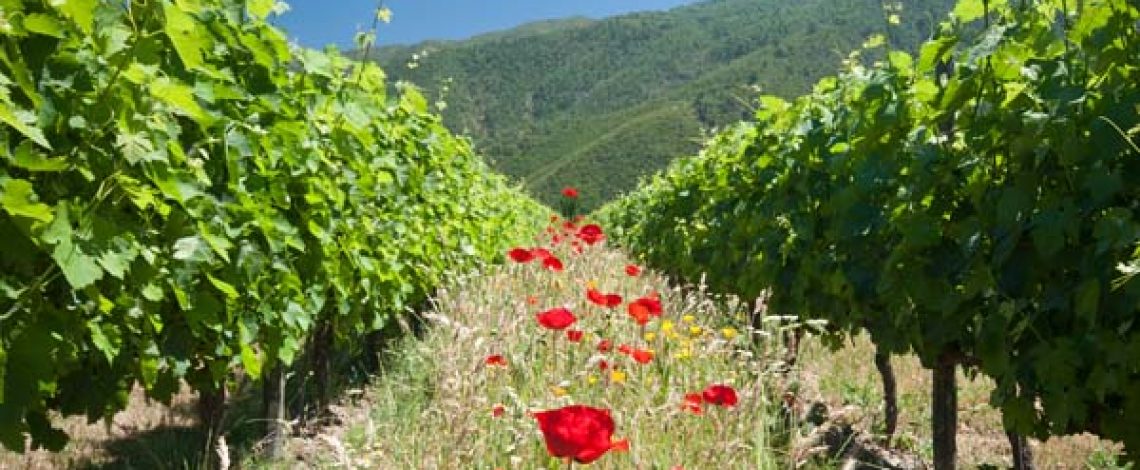 Nuevo Catastro Vitícola del SAG