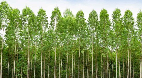 Diagnóstico de los sectores de carne bovina y madera en Chile. Situación frente al EUDR 3