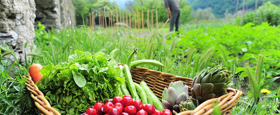 Agricultura orgánica: agosto de 2017