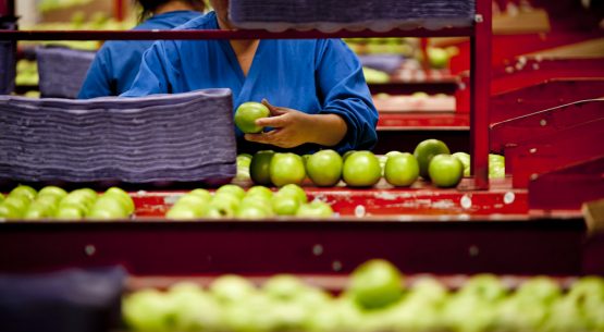 Visión perspectiva del sector frutícola chileno