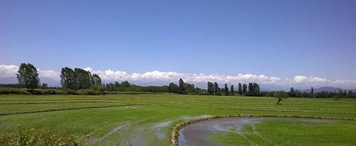 La  cadena del arroz en Chile