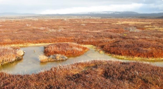 Publicada en el Diario Oficial normativa del Ministerio de Agricultura que protege el musgo Sphagnum magellanicum en todo el territorio nacional