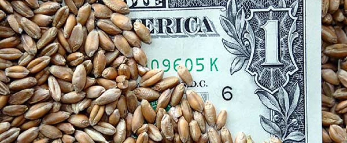 El trigo 2012/13: una temporada particular en Chile con resultados aún inciertos