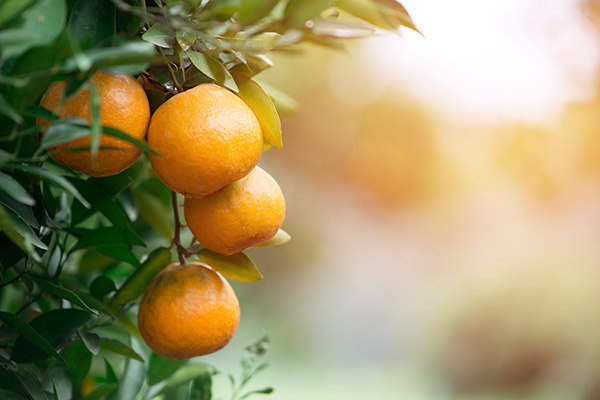 árbol con mandarinas