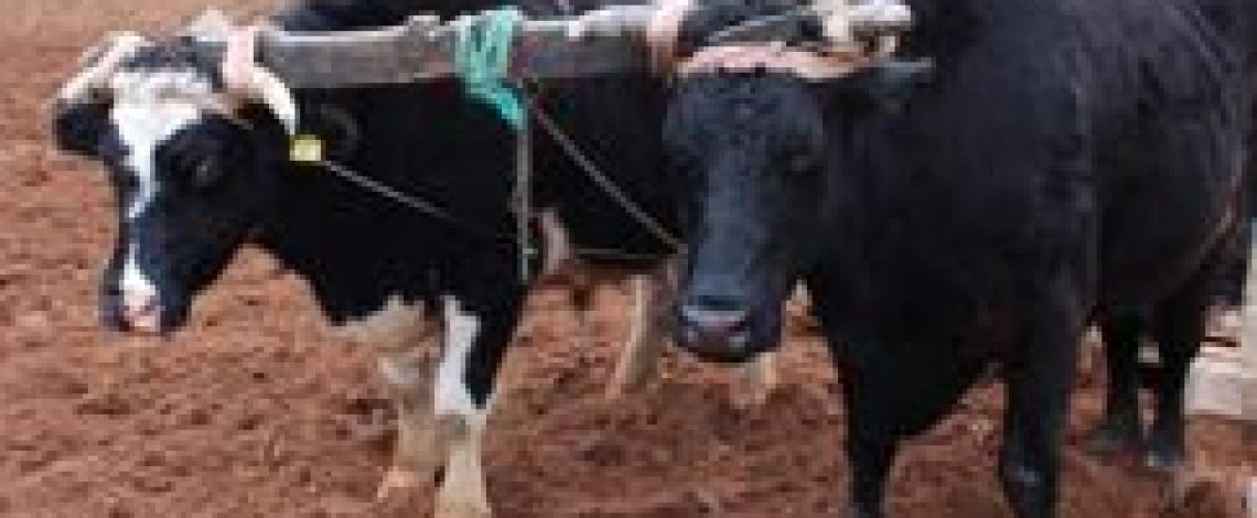 Cámaras delatarán ataques de ladrones de ganado..