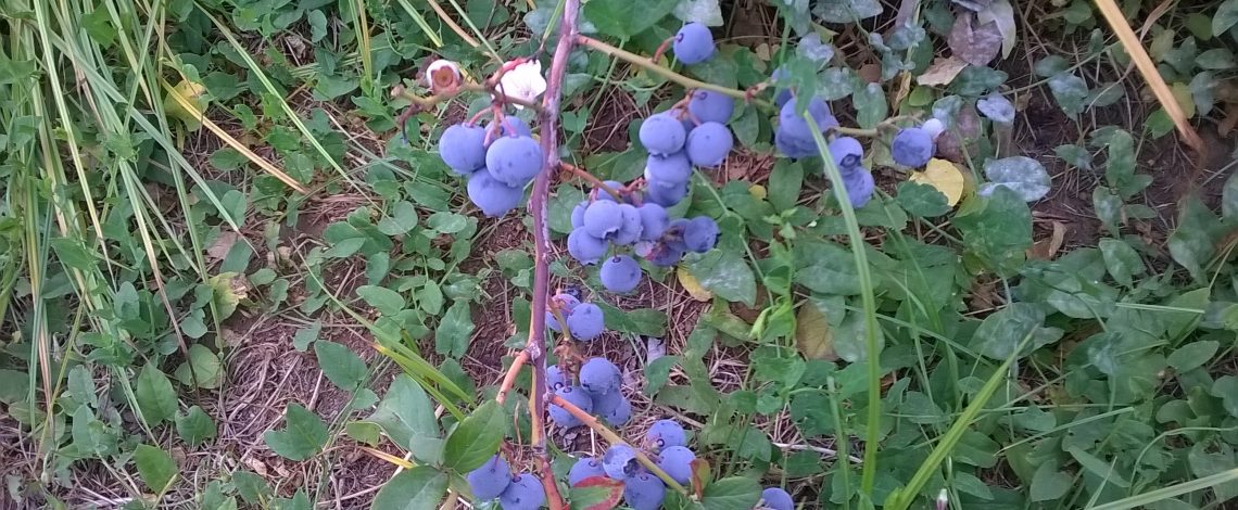 Pautas y Manuales de Producción (INIA)