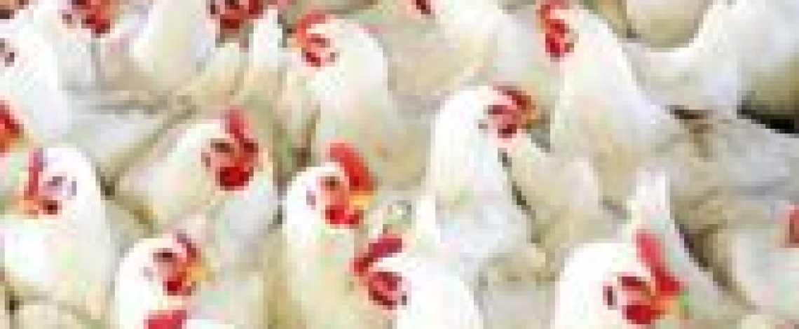 INE publica Ferias y Mataderos trimestre enero-marzo 2018