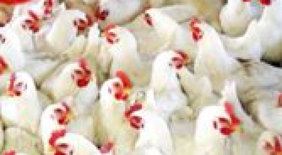 INE publica Ferias y Mataderos trimestre enero-marzo 2018