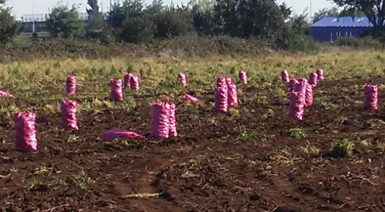 ¿Cómo estuvo el precio de la papa en julio en los mercados mayoristas y minoristas?