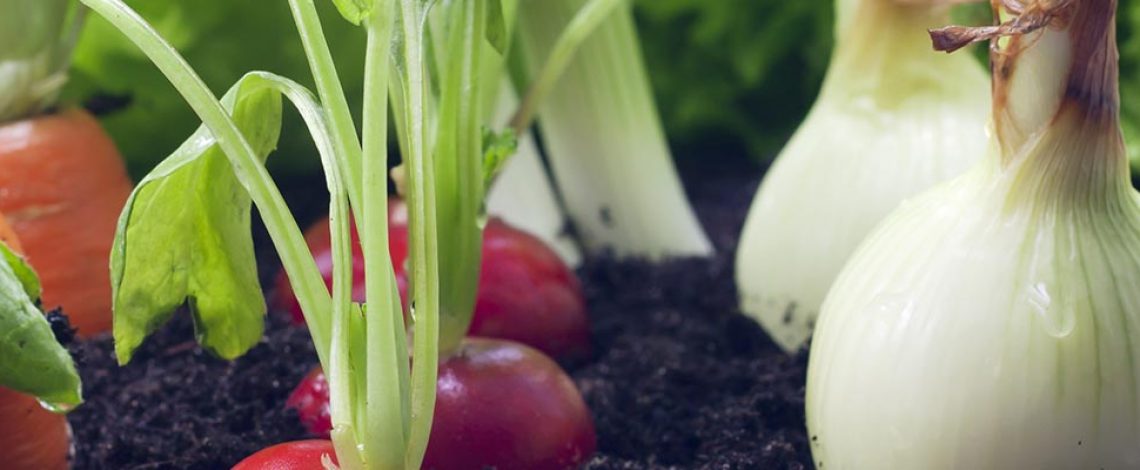 Agricultura orgánica: oportunidades y desafíos